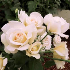 Rose Mary Berry 3L Potted -Gardenista Store 531000 2