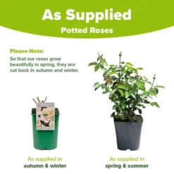 Rose Mary Berry 3L Potted -Gardenista Store 531000 3