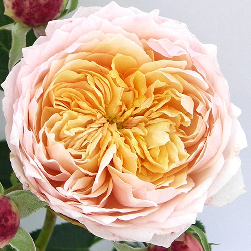 Rose Climbing Ginger Syllabub 2 Rose Climbing Ginger Syllabub - Image 2