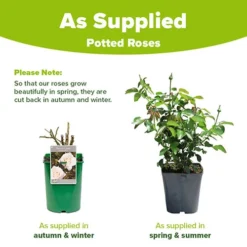 Rose Penny Lane 9 Rose Penny Lane -Gardenista Store 531004 4