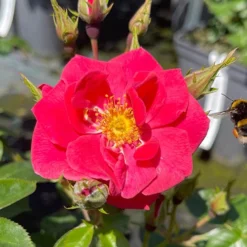 Rose Summer Sweetheart -Gardenista Store 531005 4