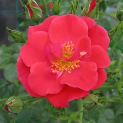 Rose Summer Sweetheart -Gardenista Store 531005 5