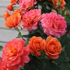 Rose Easy Does It 10 Rose Easy Does It -Gardenista Store 531007 2
