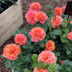 Rose Easy Does It 12 Rose Easy Does It -Gardenista Store 531007 4
