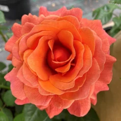 Rose Easy Does It 13 Rose Easy Does It -Gardenista Store 531007 5