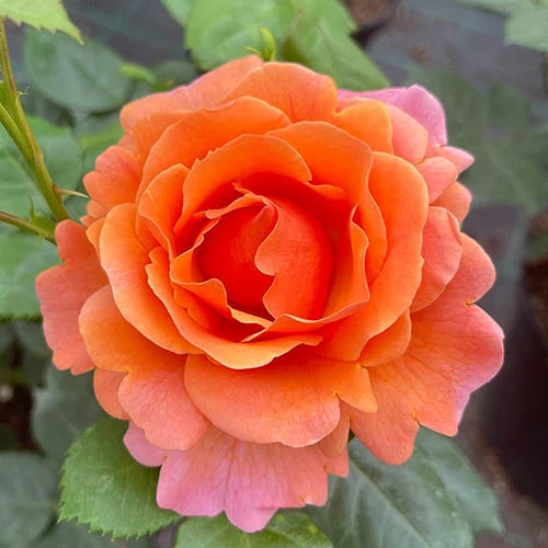 Rose Easy Does It 7 Rose Easy Does It - Image 7