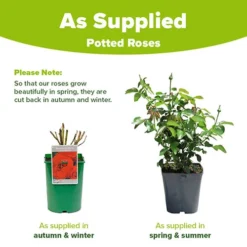 Rose Remembrance -Gardenista Store 531008 2