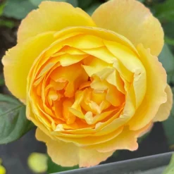 Rose Well Being -Gardenista Store 531009 3