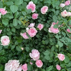 Rose Natasha Richardson -Gardenista Store 531010 3