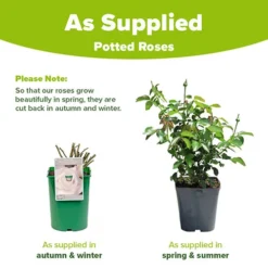 Gardenista Store -Gardenista Store 531013 1