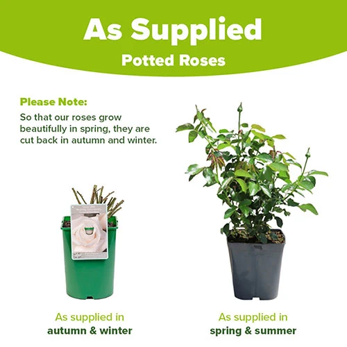 Rose Silver Wedding 25th Anniversary 2 Rose Silver Wedding 25th Anniversary - Image 2