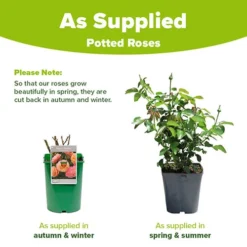 Rose Peach Melba 5 Rose Peach Melba -Gardenista Store 531014 2