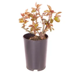 Rose Eureka 3L Potted -Gardenista Store 531017 2