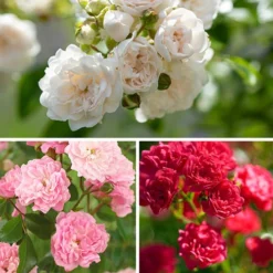 Rose The Fairy 1.5L X3