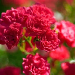 Rose The Fairy 1.5L X3 -Gardenista Store 531029 2