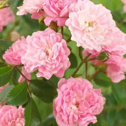 Rose The Fairy 1.5L X3 -Gardenista Store 531029 3