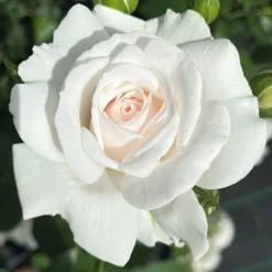 Rose Dame Deborah James -Gardenista Store 531041 2