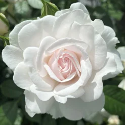 Rose Dame Deborah James -Gardenista Store 531041 3