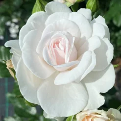 Rose Dame Deborah James -Gardenista Store 531041 4