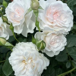 Rose Dame Deborah James -Gardenista Store 531041 5