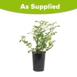 Rose Dame Deborah James -Gardenista Store 531041 6