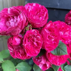 Rose Duke Of Edinburgh -Gardenista Store 540034 2