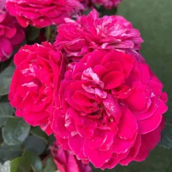 Rose Duke Of Edinburgh -Gardenista Store 540034 3