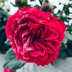 Rose Duke Of Edinburgh -Gardenista Store 540034 4