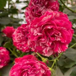 Rose Duke Of Edinburgh -Gardenista Store 540034 5