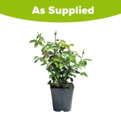 Rose Duke Of Edinburgh -Gardenista Store 540034 7