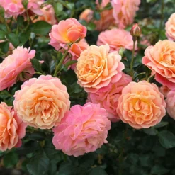 Rose Peach Melba Climbing -Gardenista Store 540234 1