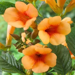 Patio Campsis 'Orange Trumpet'