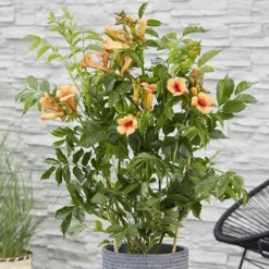 Patio Campsis 'Orange Trumpet' -Gardenista Store 550001 2