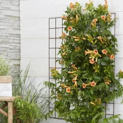 Patio Campsis 'Orange Trumpet' -Gardenista Store 550001 3
