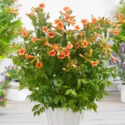 Patio Campsis 'Orange Trumpet' -Gardenista Store 550001 4
