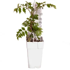 Patio Campsis 'Orange Trumpet' -Gardenista Store 550001 5