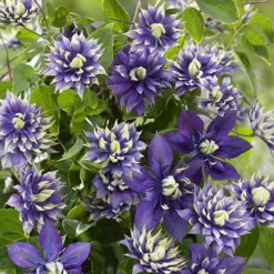 Clematis 'Taiga' -Gardenista Store 550126 2
