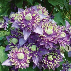 Clematis 'Taiga' -Gardenista Store 550126 3