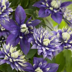 Clematis 'Taiga' -Gardenista Store 550126 4