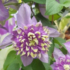 Clematis 'Taiga' -Gardenista Store 550126 5