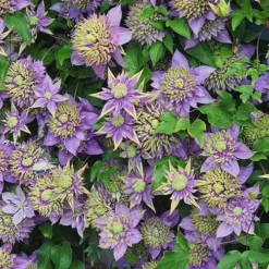 Clematis 'Taiga' -Gardenista Store 550126 6