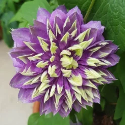 Clematis 'Taiga' -Gardenista Store 550126 7