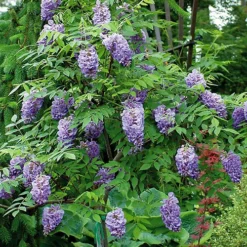 Gardenista Store -Gardenista Store 550238 1