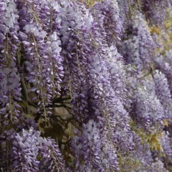 Wisteria 'Amethyst Falls' 8 Wisteria 'Amethyst Falls' -Gardenista Store 550238 2