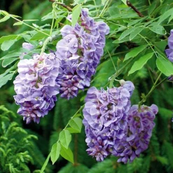 Wisteria 'Amethyst Falls' 10 Wisteria 'Amethyst Falls' -Gardenista Store 550238 4