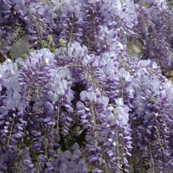 Wisteria 'Amethyst Falls' 11 Wisteria 'Amethyst Falls' -Gardenista Store 550238 5