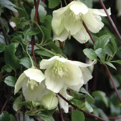 Clematis Evergreen Winter Collection -Gardenista Store 550304 2