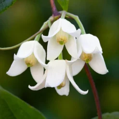 Clematis Evergreen Winter Collection -Gardenista Store 550304 3