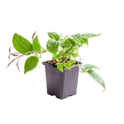 Clematis Evergreen Winter Collection -Gardenista Store 550304 4