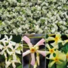 Trachelospermum Collection Of 3 Plants In 9cm Pots